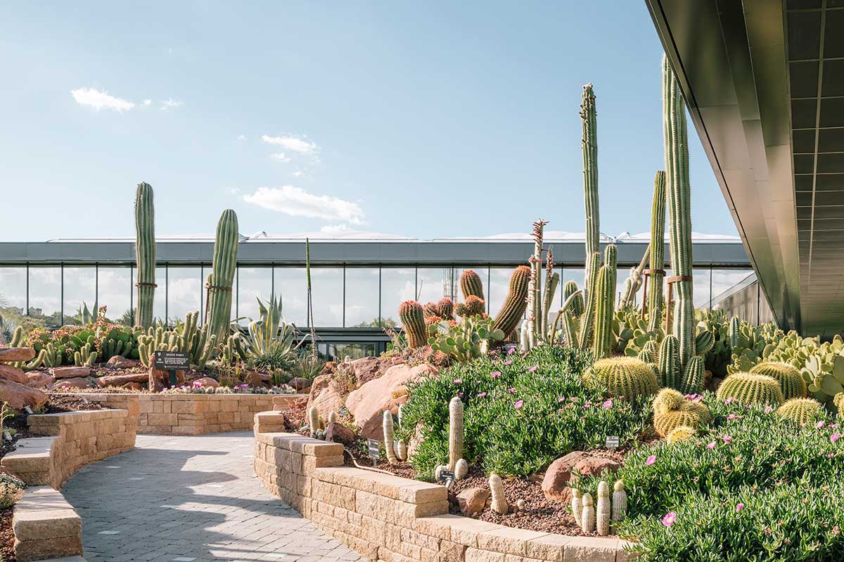 Desert City cactus madrid