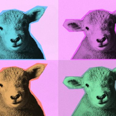 Cómo saber si tus jerséis vienen de ovejas felices: la dramática historia de la lana moderna
