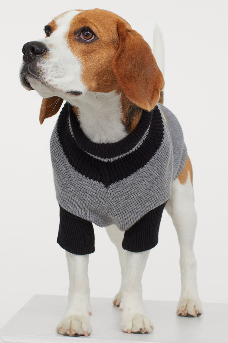 Zara presenta su primera línea de ropa para perros y confirma el 'boom' de colecciones caninas | Actualidad, Moda | S Moda EL